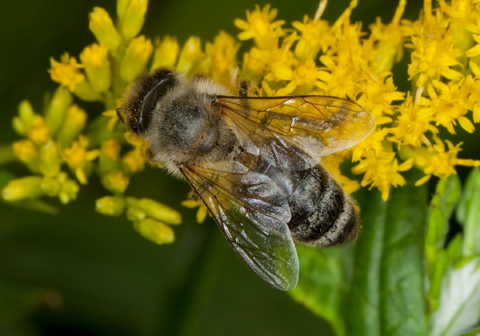 Apis mellifera Apidae