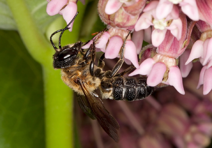 Megachile (Callomegachile) sculpturalis Megachilidae