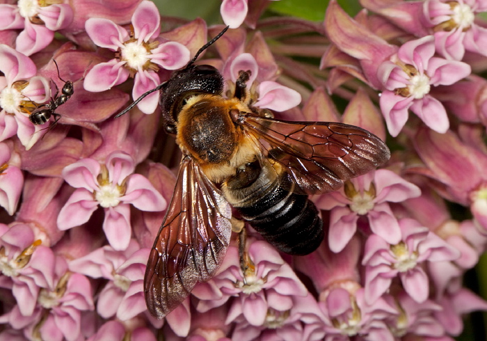 Megachile (Callomegachile) sculpturalis Megachilidae