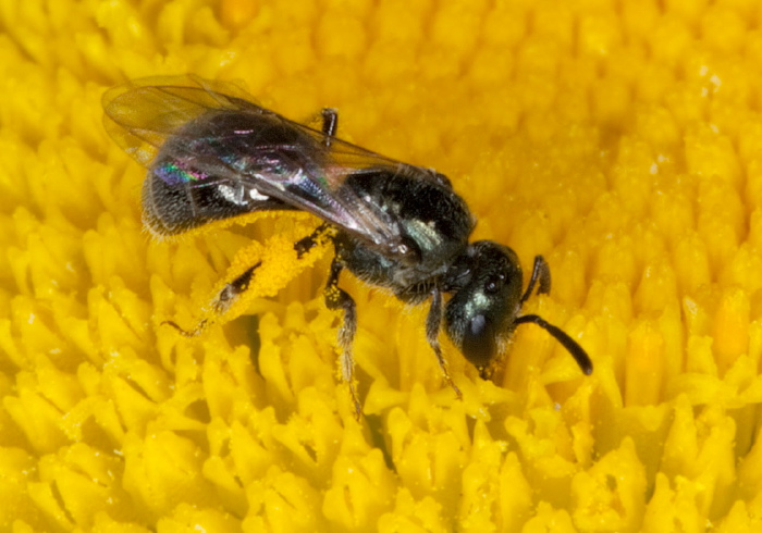 Lasioglossum (Dialictus) imitatum Halictidae