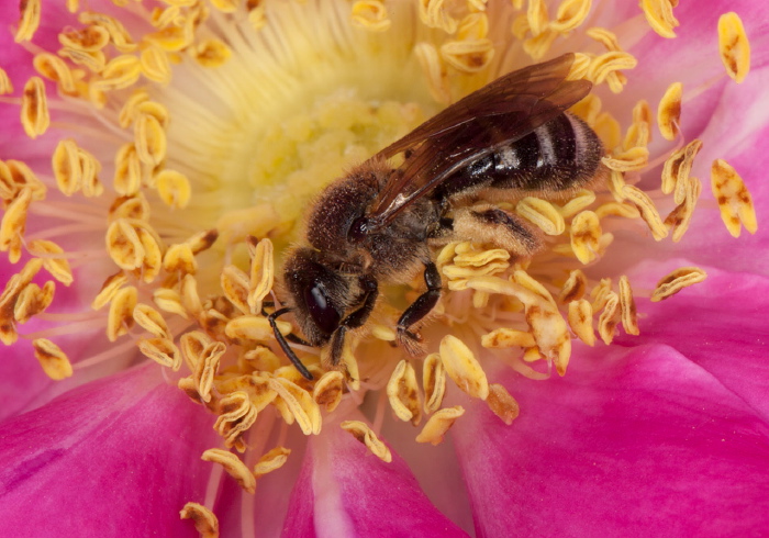 Lasioglossum sp. Halictidae