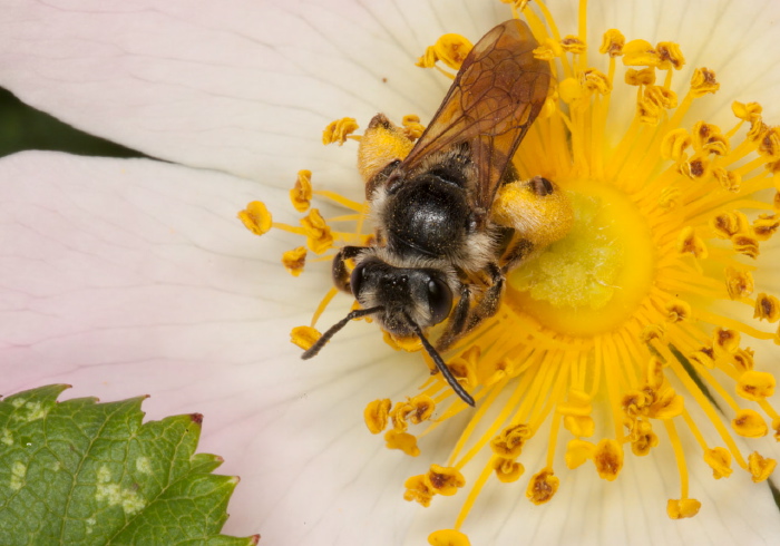 Andrena (Plastandrena) crataegi Andrenidae