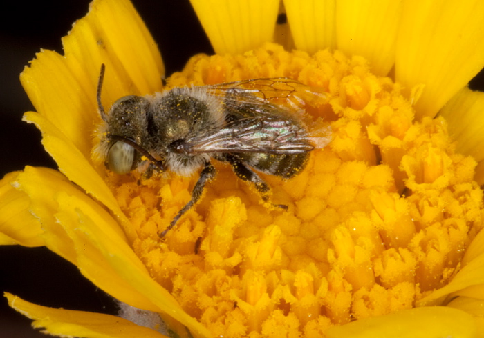 Osmia sp. Megachilidae