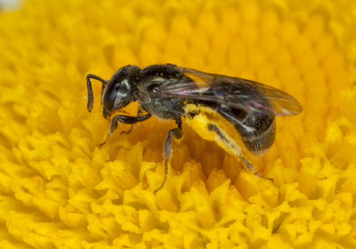 Lasioglossum (Dialictus) imitatum Halictidae