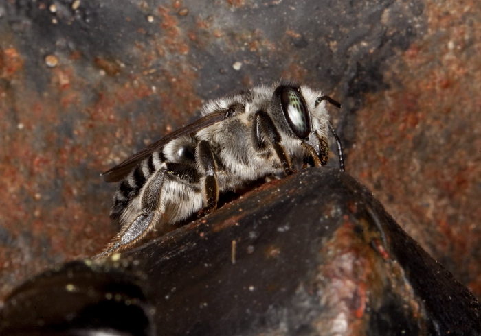 Megachile (Litomegachile) texana Megachilidae