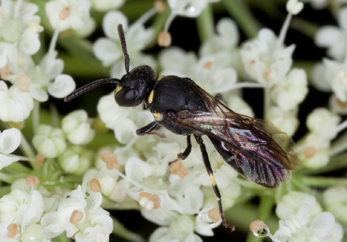 Hylaeus (Prosopis) sp. Colletidae