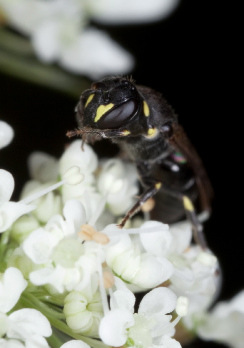 Hylaeus (Prosopis) sp. Colletidae