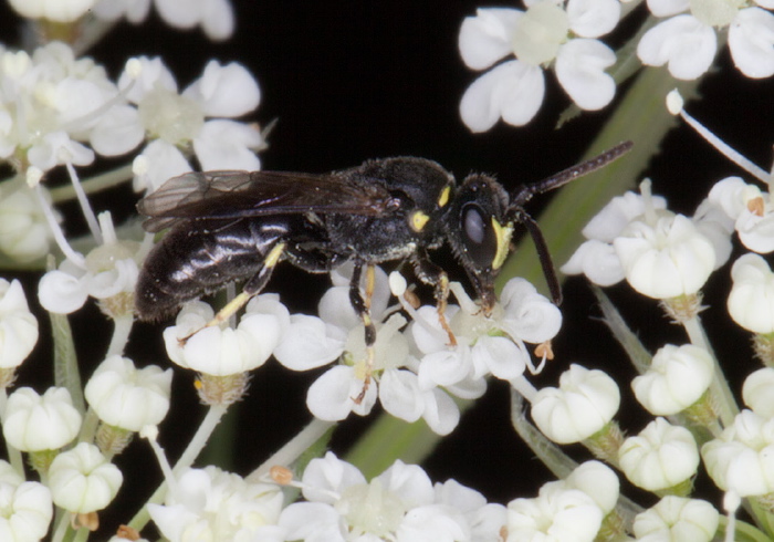 Hylaeus modestus Colletidae