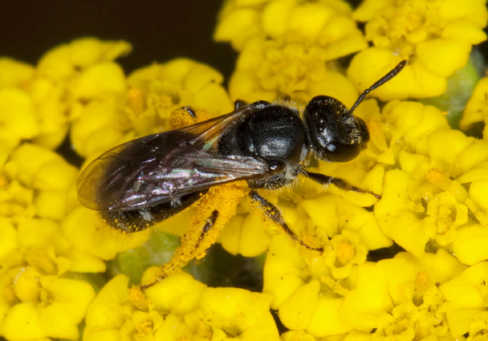 Lasioglossum (Dialictus) pectorale Halictidae