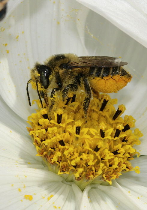 Megachile (Xanthosarus) sp. Megachilidae