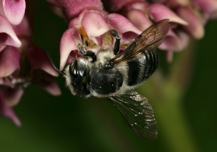 Megachile sp. Megachilidae