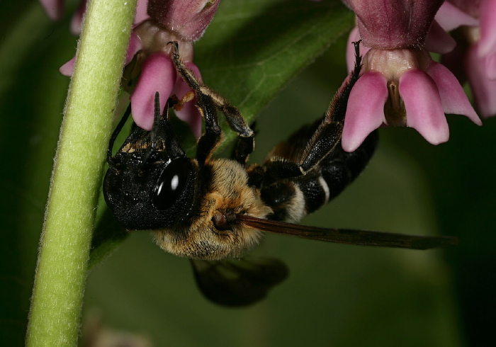 Megachile (Callomegachile) sculpturalis Megachilidae