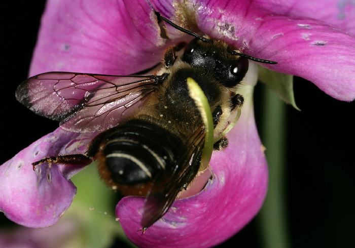 Megachile sp. Megachilidae