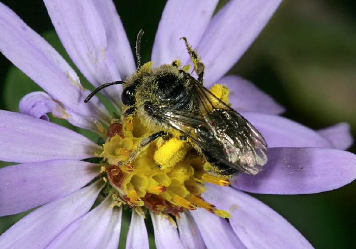 Colletes sp. Colletidae