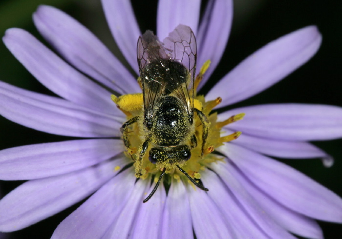 Colletes sp. Colletidae