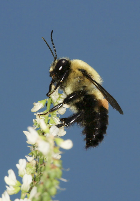 Bombus (Cullumanobombus) griseocollis Apidae