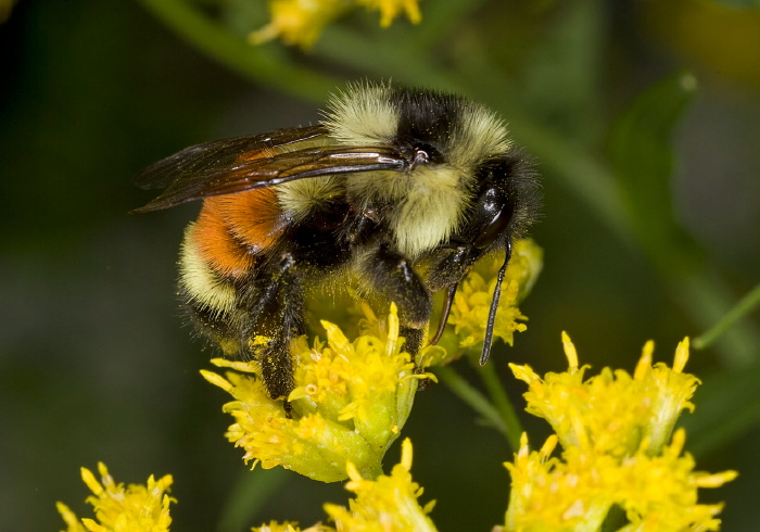 Bombus (Pyrobombus) ternarius Apidae