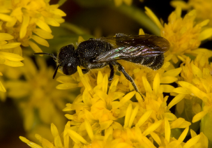 Heriades sp. Megachilidae