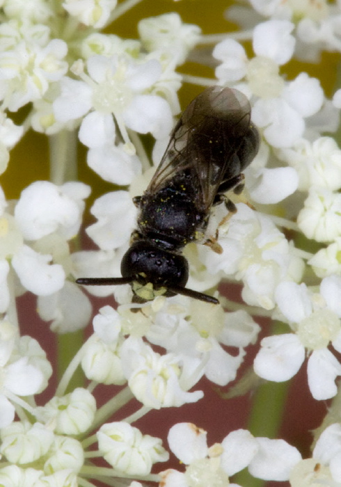 Hylaeus (Hylaeus) mesillae cressoni Colletidae