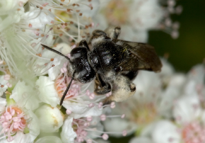 cf. Andrena (Trachandrena) miranda Andrenidae