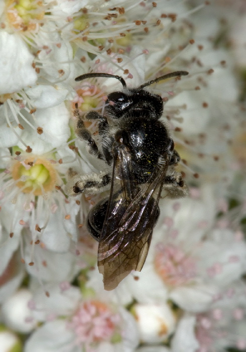 cf. Andrena (Trachandrena) miranda Andrenidae