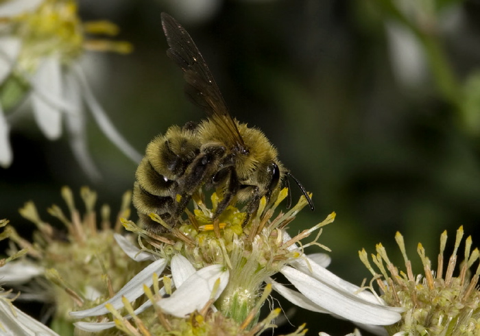 Andrena (Cnemidandrena) hirticincta Andrenidae