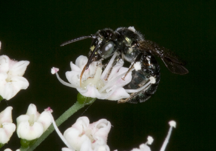 Ceratina (Zadontomerus) sp. Apidae