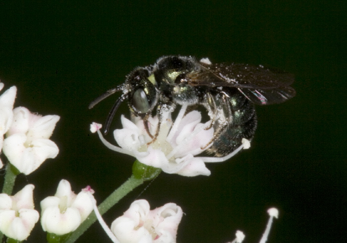 Ceratina (Zadontomerus) sp. Apidae