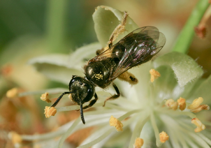 Lasioglossum (Dialictus) sp. Halictidae