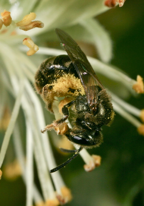 Lasioglossum (Dialictus) sp. Halictidae