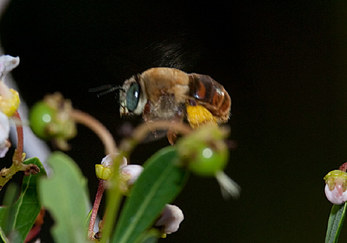 Centris (Centris) errans Apidae