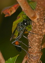 ammophila_sp601