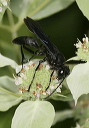 great_black_wasp2051