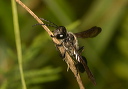 isodontia_apicalis955