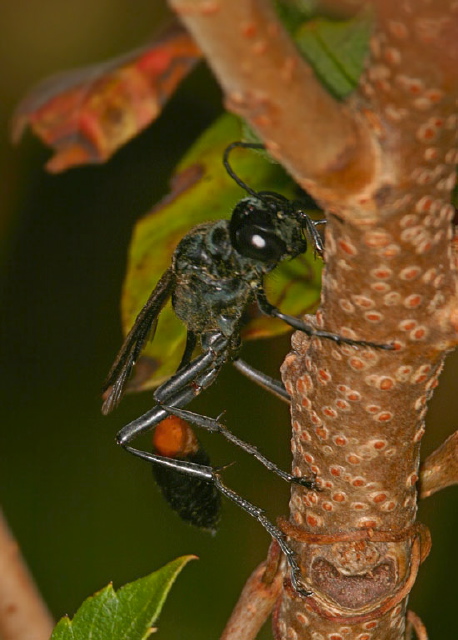 Ammophila nigricans Sphecidae