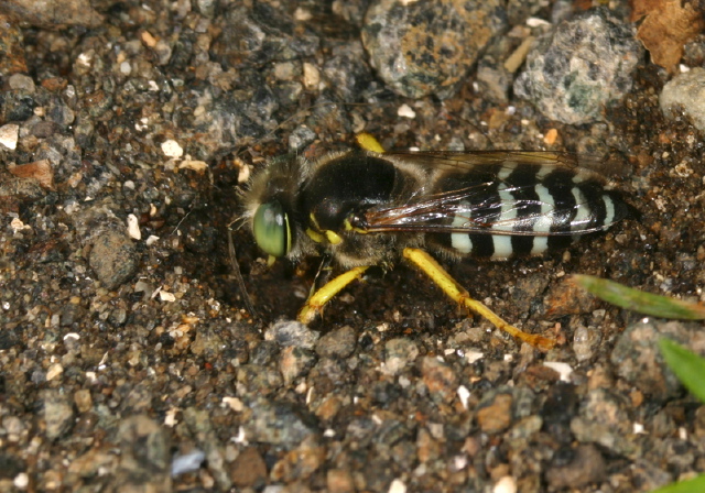 Bembix americana spinolae Crabronidae