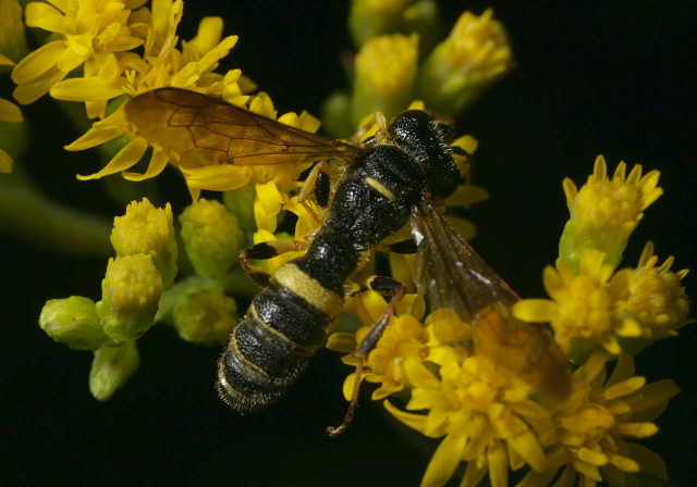 Cerceris sp. Crabronidae