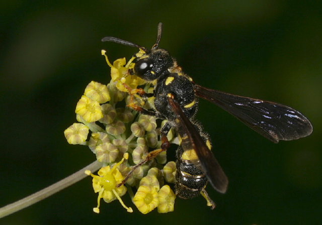 Cerceris sp. Crabronidae