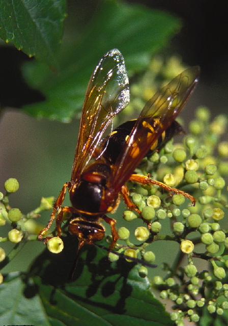 Sphecius speciosus Crabronidae