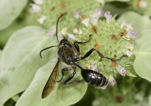 Isodontia sp. Sphecidae