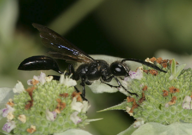 Sphex pensylvanicus Sphecidae