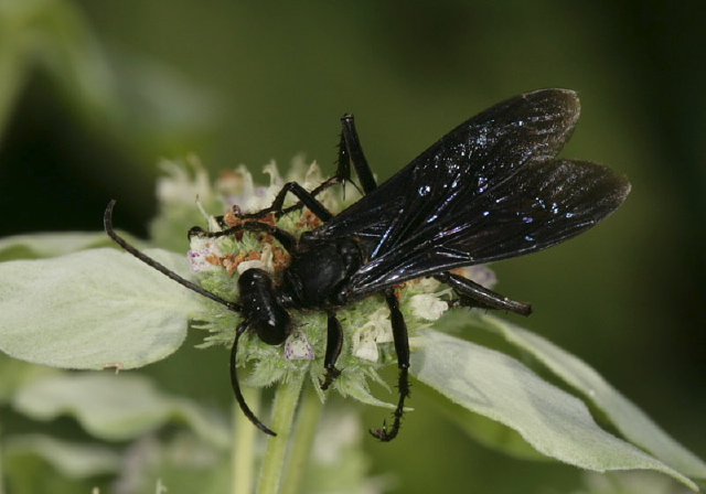 Sphex pensylvanicus Sphecidae