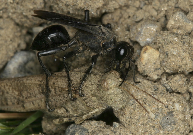 Prionyx atratus Sphecidae