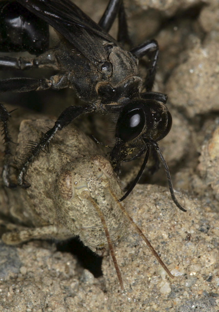 Prionyx atratus Sphecidae