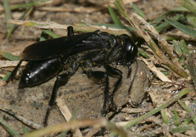 Prionyx atratus Sphecidae