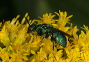 cuckoo_wasp3650