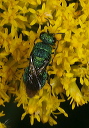 cuckoo_wasp3653