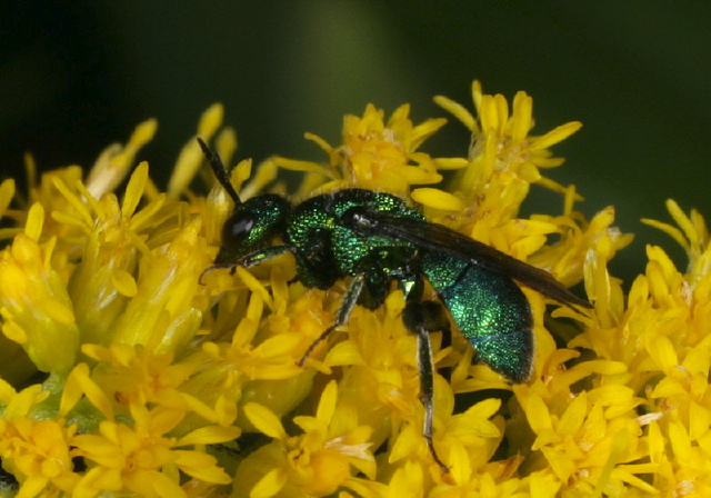   Chrysididae