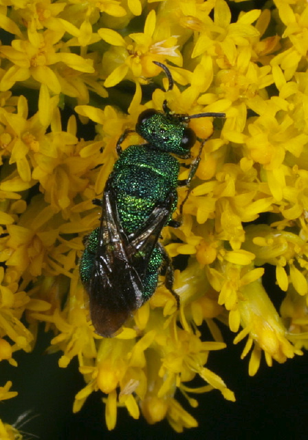   Chrysididae