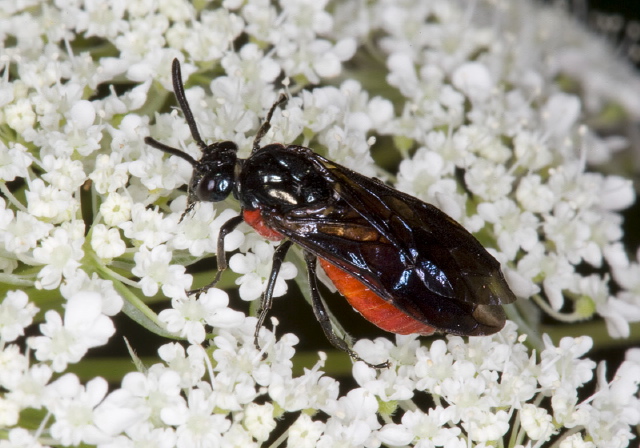 Arge sp. Argidae